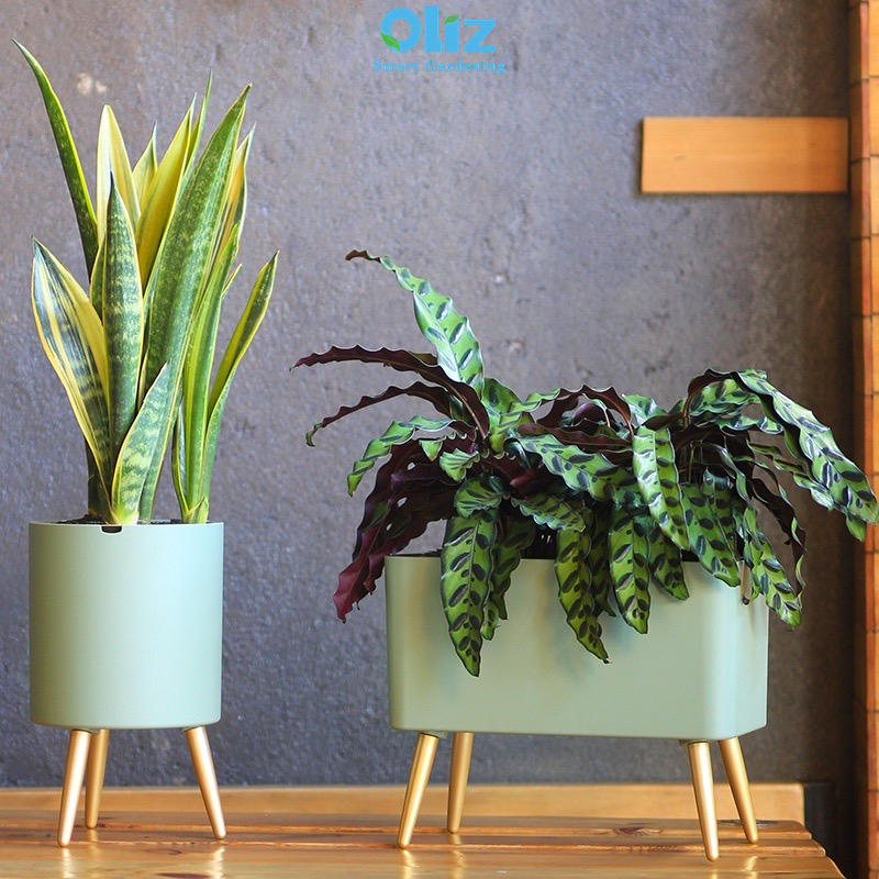 Chậu trồng cây thông minh Oliz Z5 - Có chuông báo khi cây thiếu nước - Trang trí nhà cửa, văn phòng, bàn làm việc