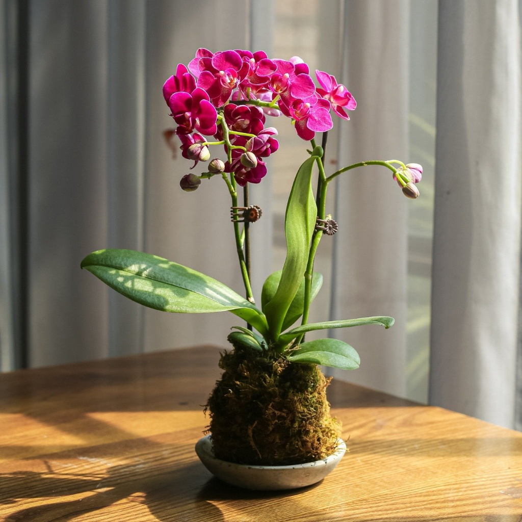 Đĩa lót phong cách Kokedama