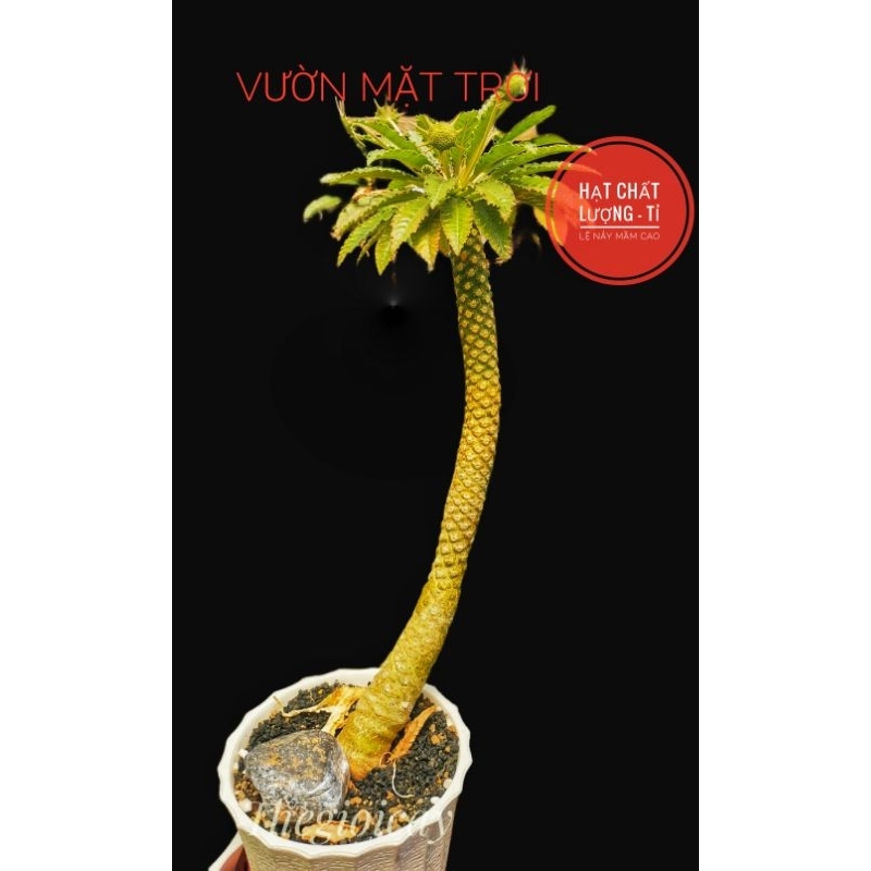 VCMT - Hạt Mặt Trời Dorstenia sp 10