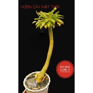 VCMT - Hạt Mặt Trời Dorstenia sp 10