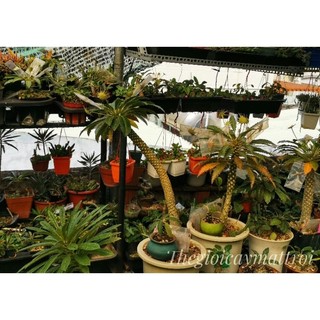 VCMT - Hạt Mặt Trời Dorstenia sp 10