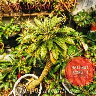 VCMT - Hạt Mặt Trời Dorstenia sp 10