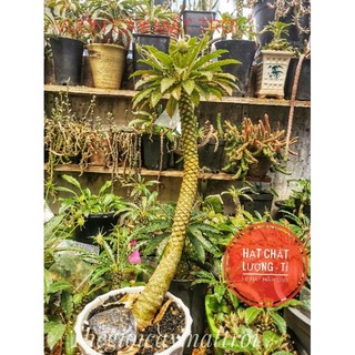 VCMT - Hạt Mặt Trời Dorstenia sp 10