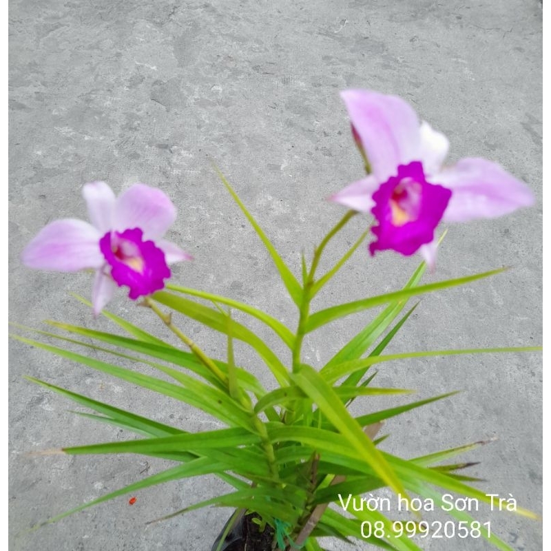(VHST - GIAO TP.HCM 1-5H) Cây TRÚC LAN đang hoa.