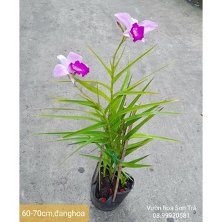 (VHST - GIAO TP.HCM 1-5H) Cây TRÚC LAN đang hoa.