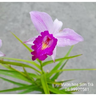 (VHST - GIAO TP.HCM 1-5H) Cây TRÚC LAN đang hoa.