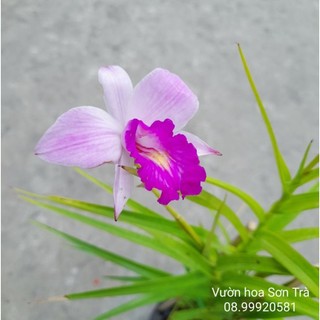 (VHST - GIAO TP.HCM 1-5H) Cây TRÚC LAN đang hoa.