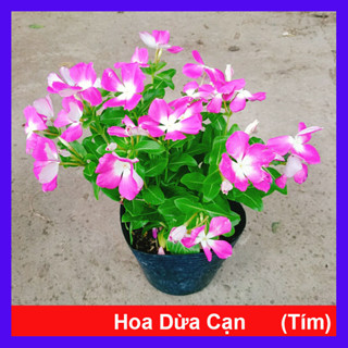 Cây hoa dừa cạn (Tím) , cây nở hoa rực rỡ quanh năm, cây hoa cảnh trồng ban công, sân vườn