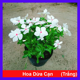 Cây hoa dừa cạn (Trắng) , cây nở hoa rực rỡ quanh năm, cây hoa cảnh trồng ban công, sân vườn