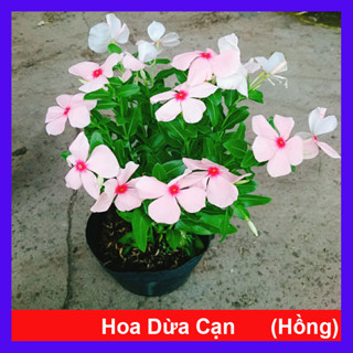 Cây hoa dừa cạn (Hồng) , cây nở hoa rực rỡ quanh năm, cây hoa cảnh trồng ban công, sân vườn