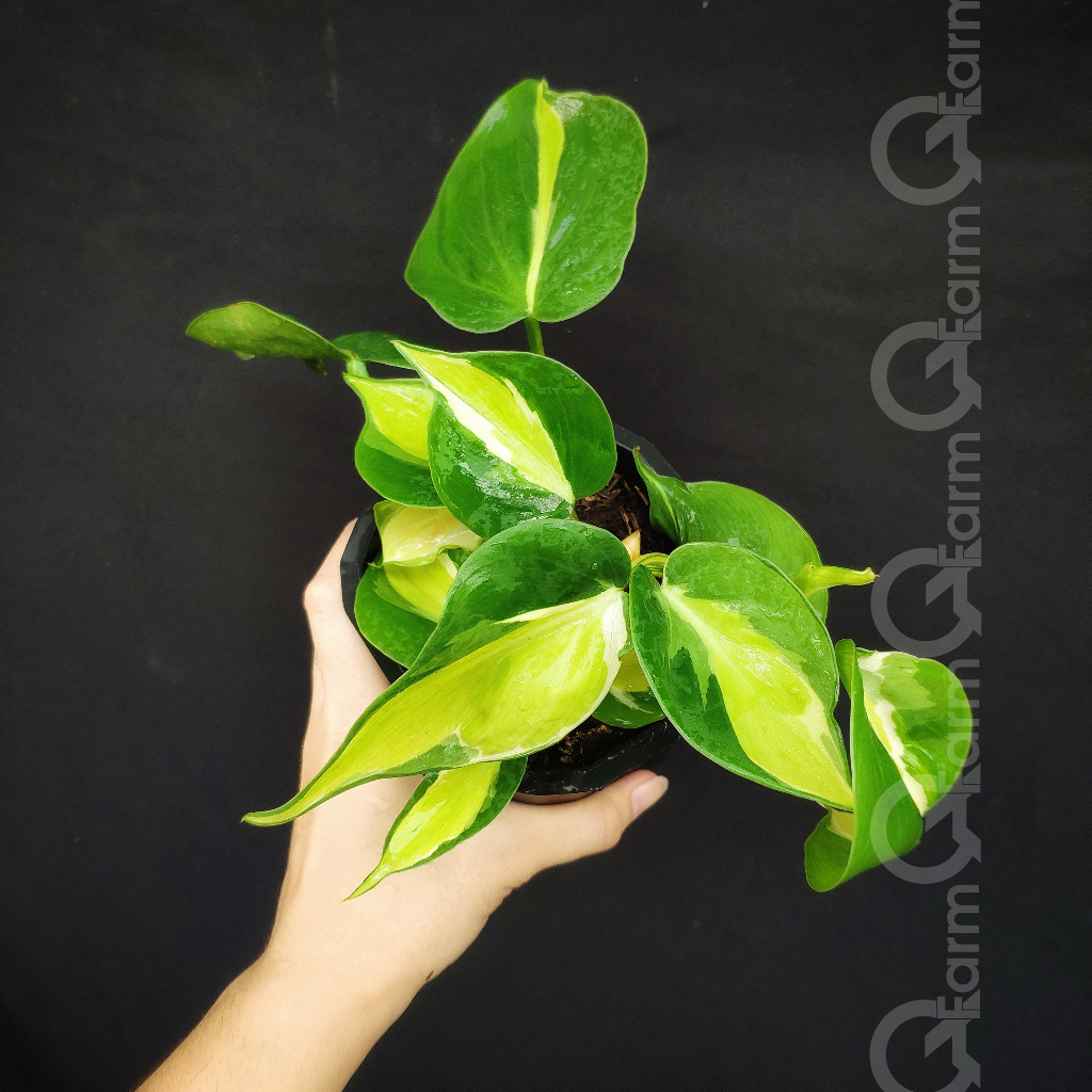 Philodendron cream splash (philodendron brasil tricolor, trầu bà 3 màu)