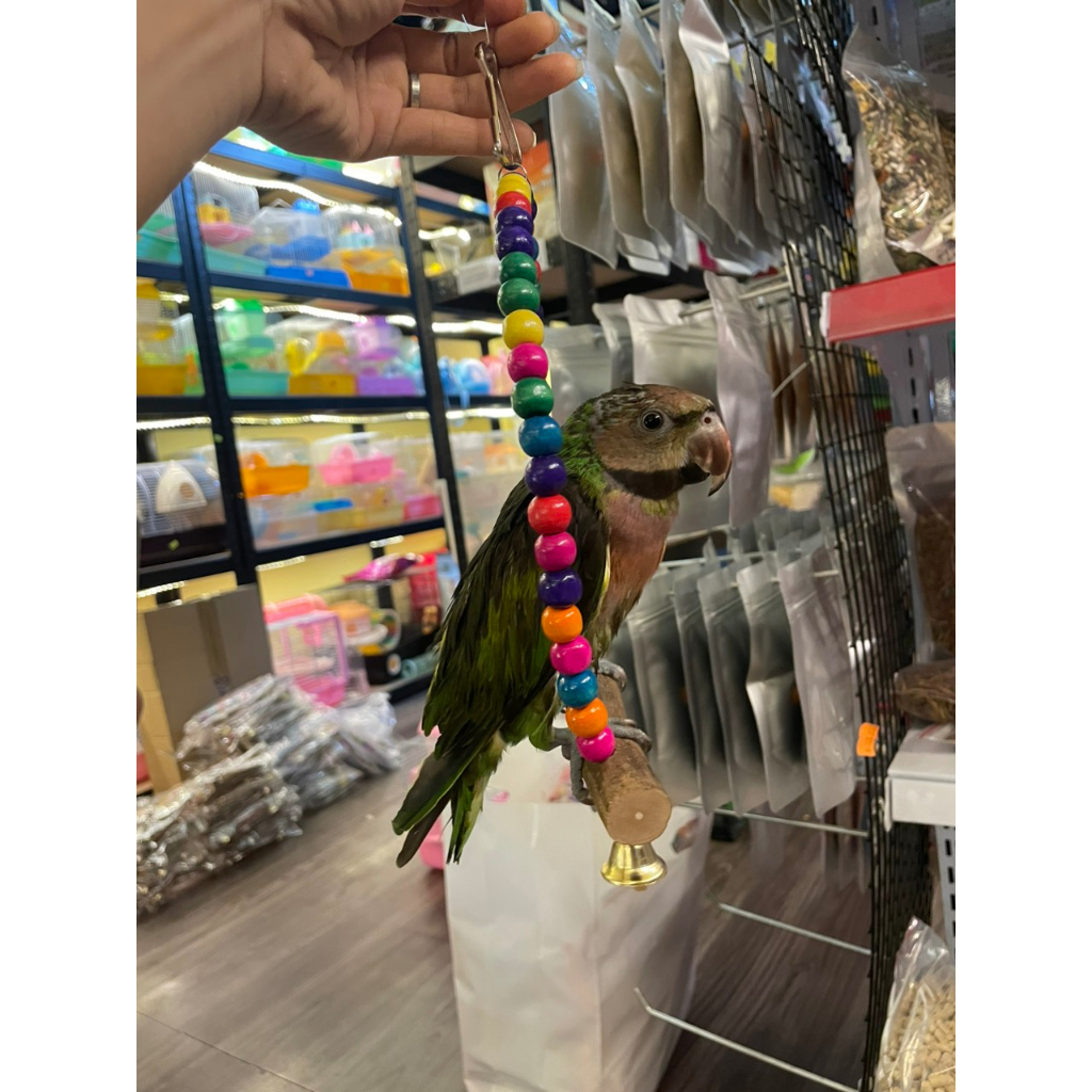 Đồ chơi cho Vẹt đầy đủ mẫu shop ở Bình tân