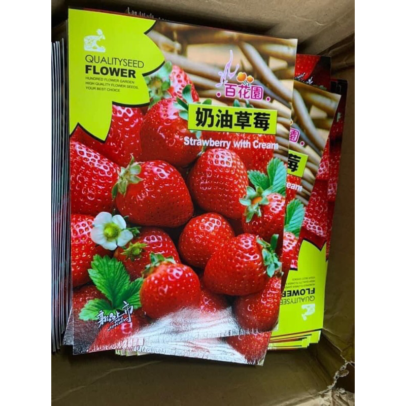 HẠT GIỐNG DÂU TÂY CHỊU NHIỆT CÂY MAU LỚN RA QUẢ SIÊU TO🍓