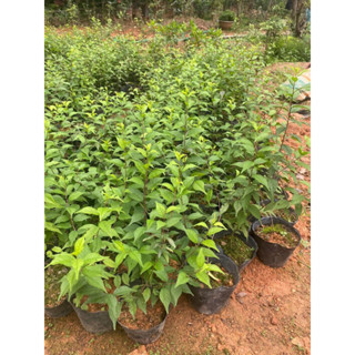 cây mai trắng ( cây nhỏ)