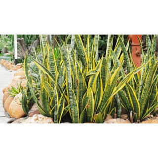 lưỡi hổ viền vàng(1 cây)