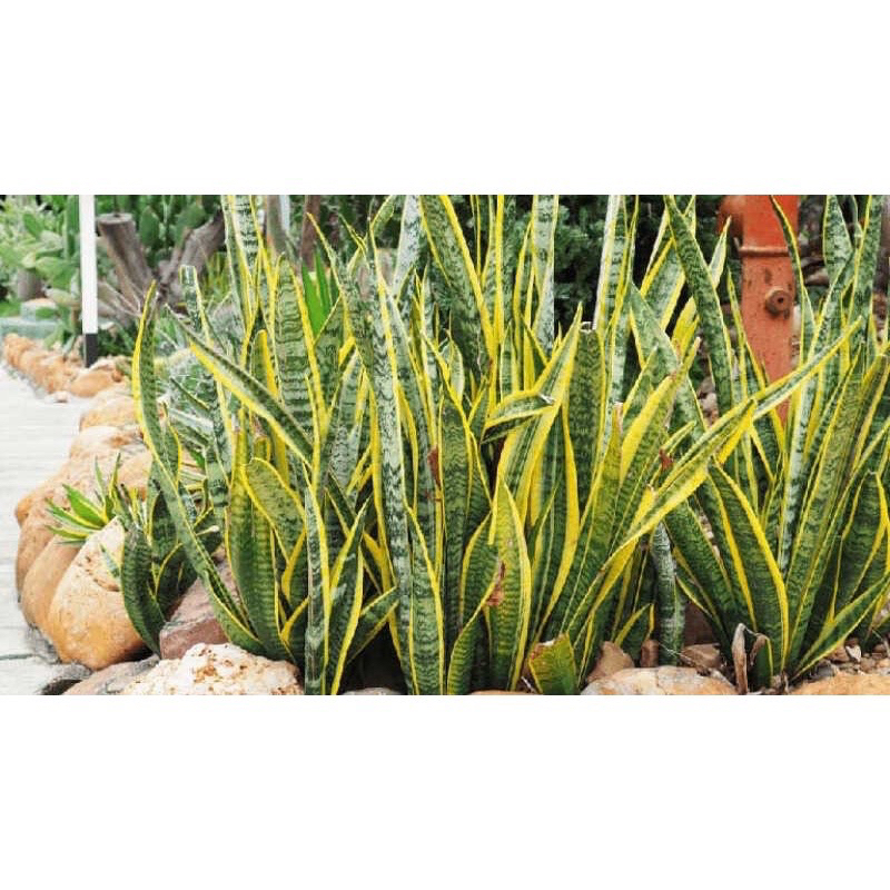 combo 5 cây lưỡi hổ viền vàng