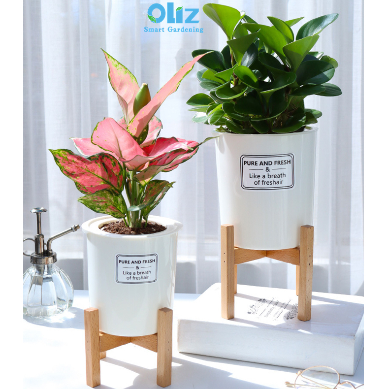 Chậu cây để bàn Oliz TA0 màu trắng. Chậu trồng cây tự tưới, có khả năng tự tưới nước cho cây, giá đỡ bằng gỗ