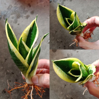 Lưỡi hổ thái nhỏ