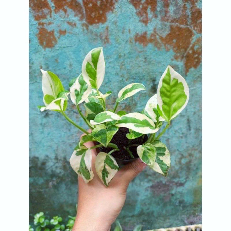 bầu nhỏ trầu bà cẩm thạch