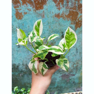 Bầu nhỏ trầu bà cẩm thạch