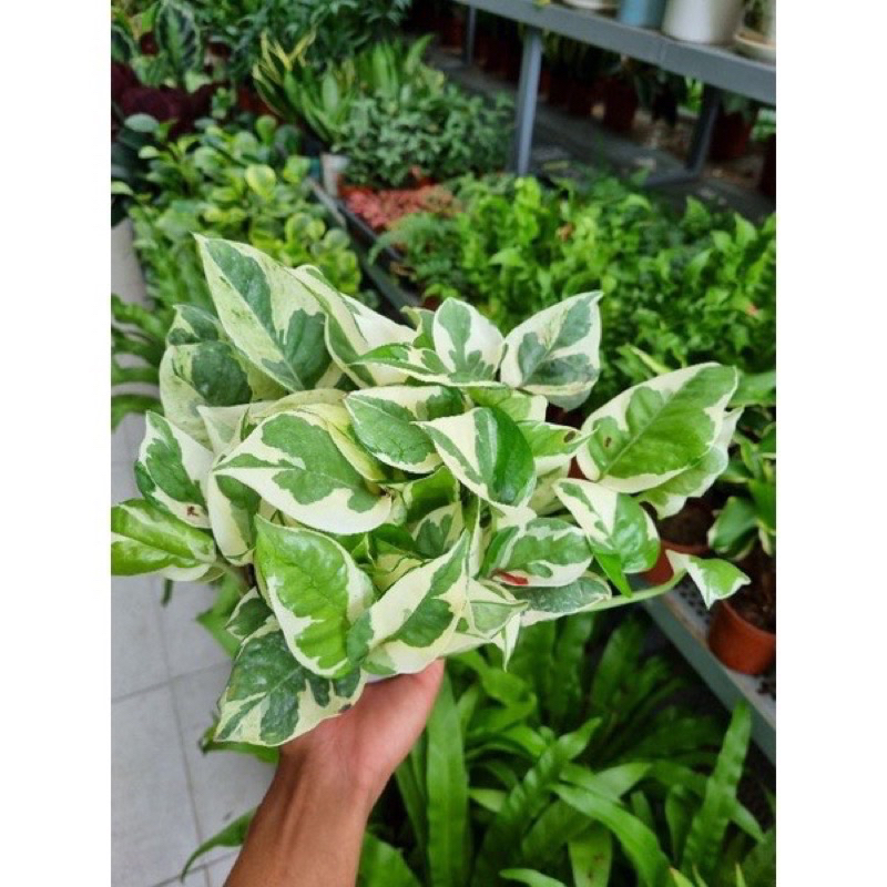 1 nhánh trầu bà cẩm thạch