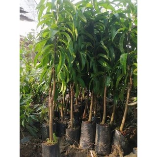 Cây giống xoài úc cây cao 1m trở lên