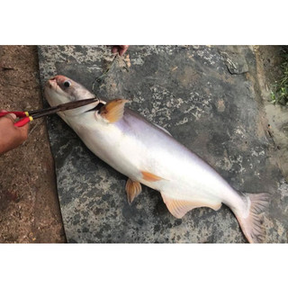 [Mồi Câu Cá] Bột Thơm (béo) dùng làm mồi câu cá (100 gr)