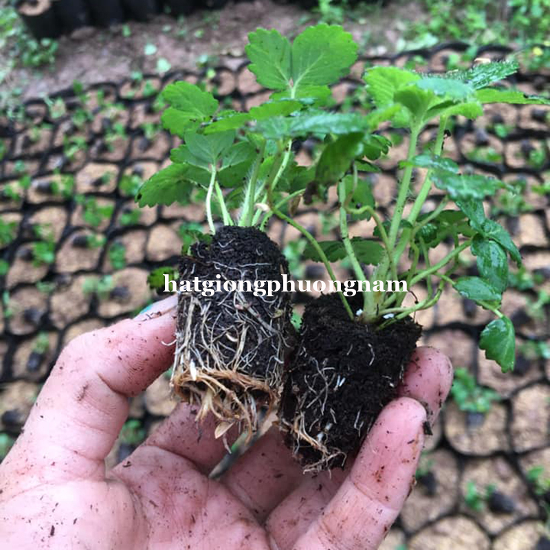 COMBO 10 CÂY DÂU TÂY CẤY MÔ CHỊU NHIỆT HÀN SANTA DƯỚI 10 CM