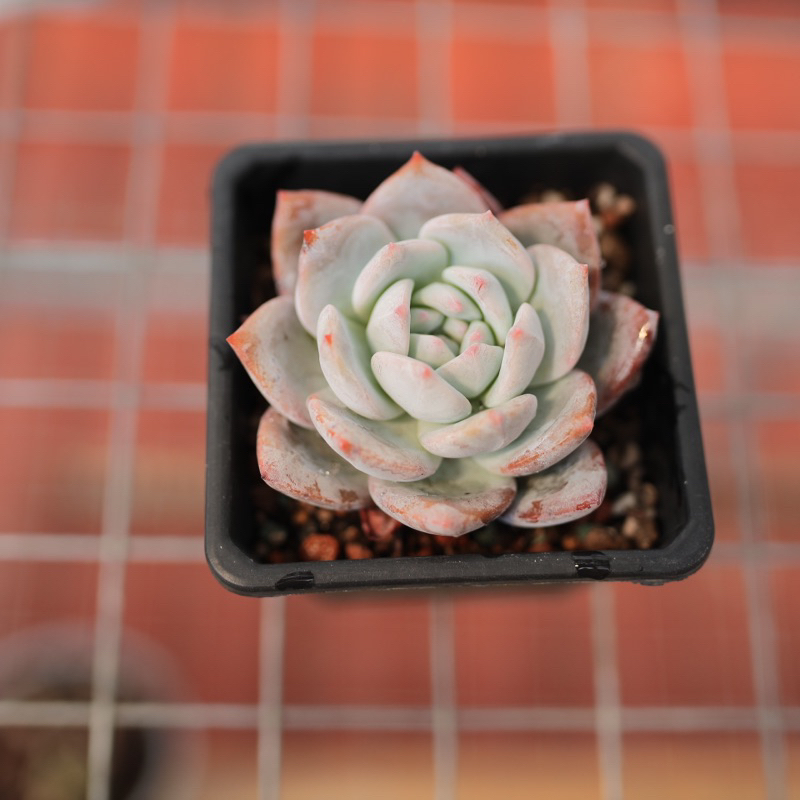 Sen đá monre hồng size 8-10cm phom đẹp hàng thuần xứ xóng