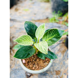 Trầu bà đế vương kim cương cao 30-40cm