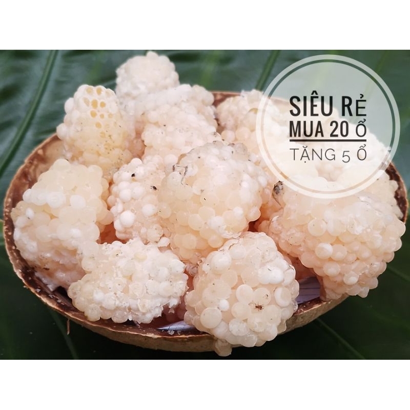 20 ổ Trứng Ốc Bươu Đen Tặng Thêm 5 ổ