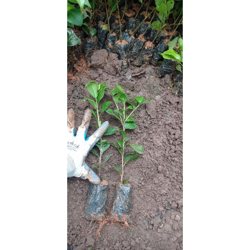 Trà thâm bát diện cây giống 25 tới 40cm