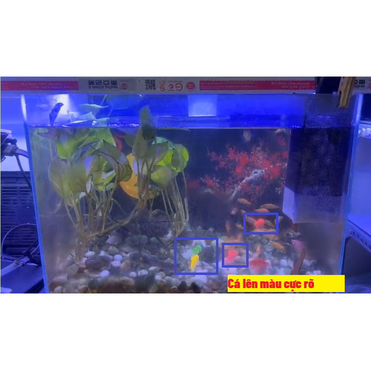 Đèn hồ cá, làm cá lên màu đẹp, điểu khiển độ sáng bằng remote