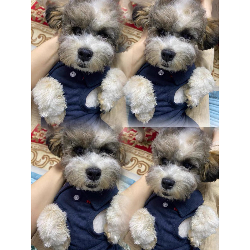 Áo polo cộc tay thoáng mát cho thú cưng, áo chó mèo