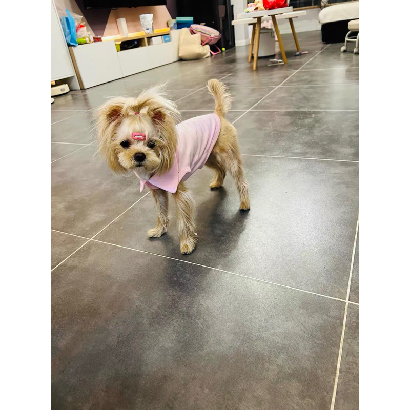 Áo polo cộc tay thoáng mát cho thú cưng, áo chó mèo