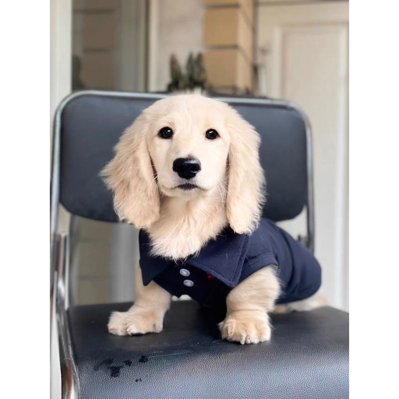 Áo polo cộc tay thoáng mát cho thú cưng, áo chó mèo