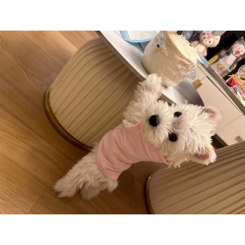 Áo polo cộc tay thoáng mát cho thú cưng, áo chó mèo