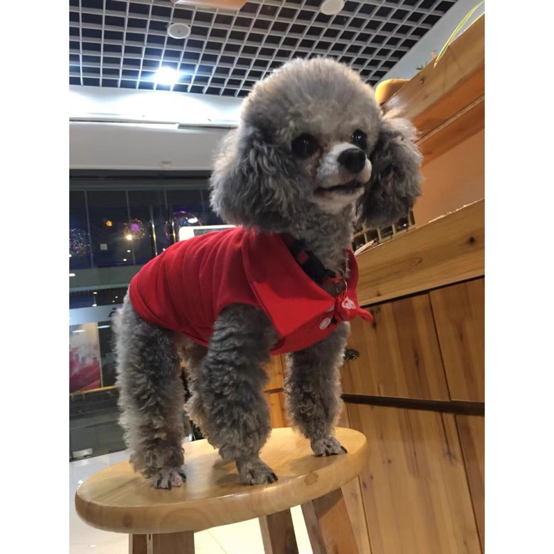 Áo polo cộc tay thoáng mát cho thú cưng, áo chó mèo