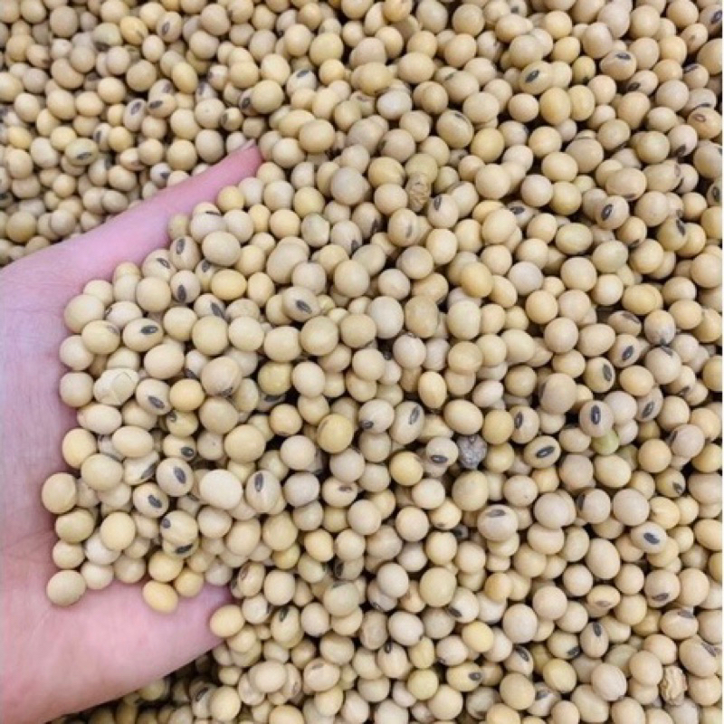 ĐỖ TƯƠNG, ĐẬU NÀNH hàng loại to - loại 1