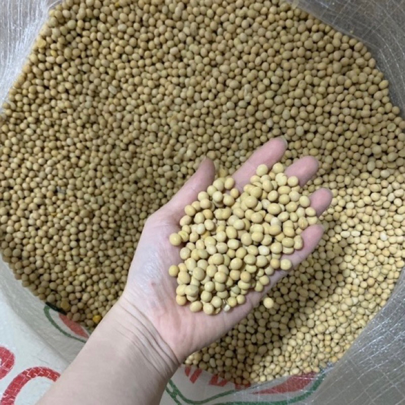 ĐỖ TƯƠNG, ĐẬU NÀNH hàng loại to - loại 1