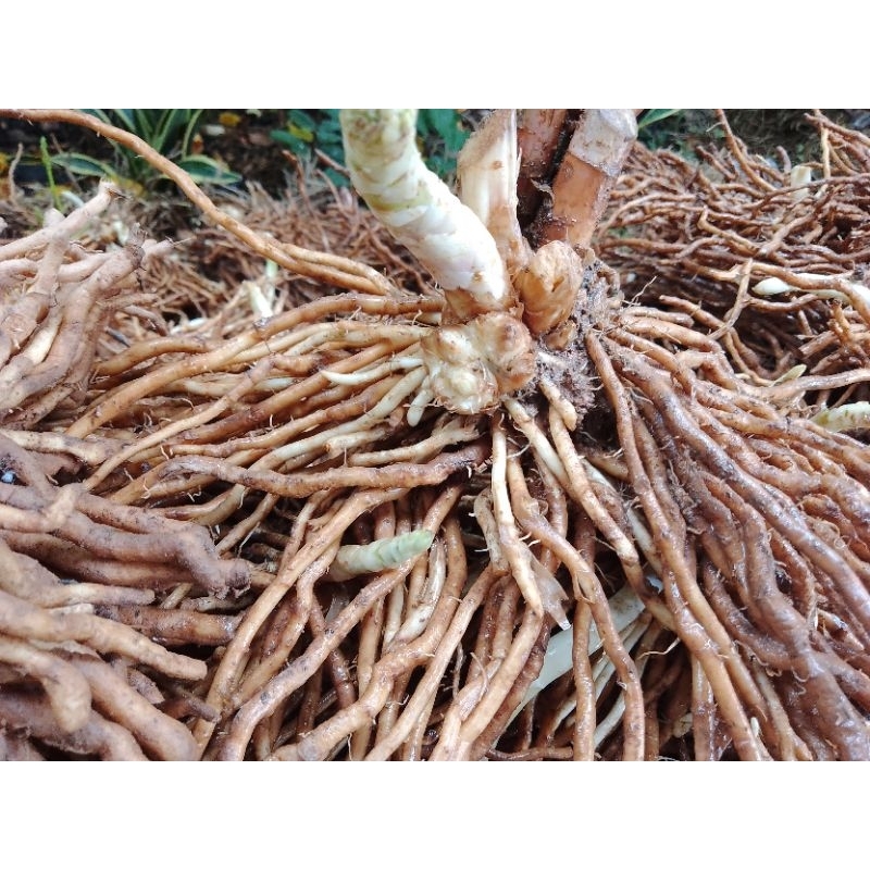Gốc măng tây (hàng đẹp)