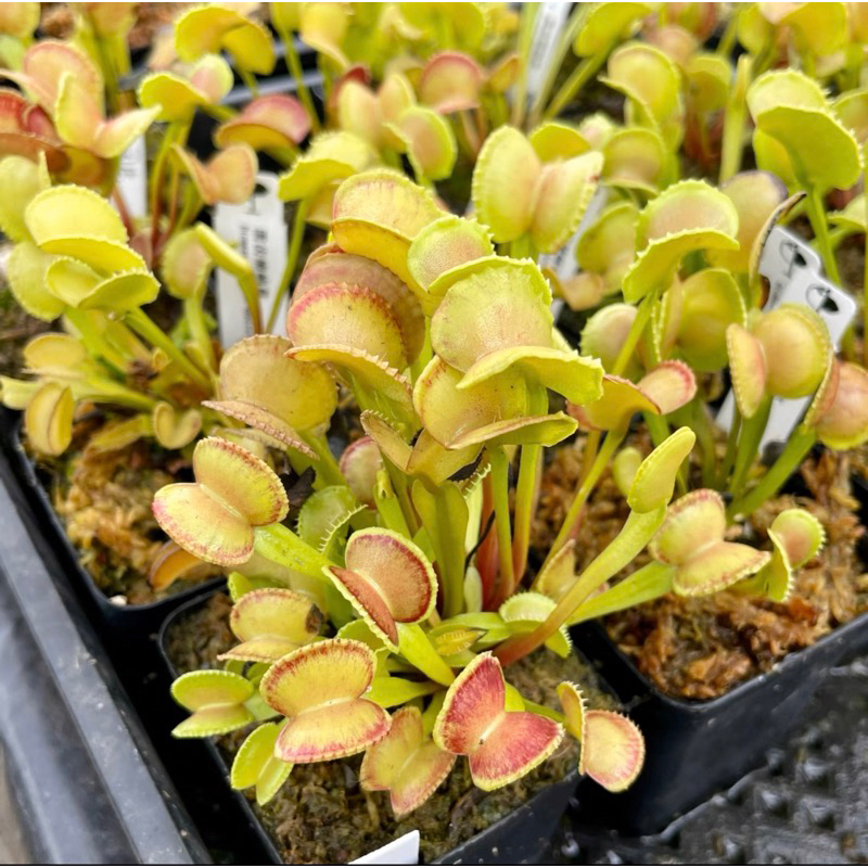 Cây bẫy kẹp adentae, venus flytrap adentae