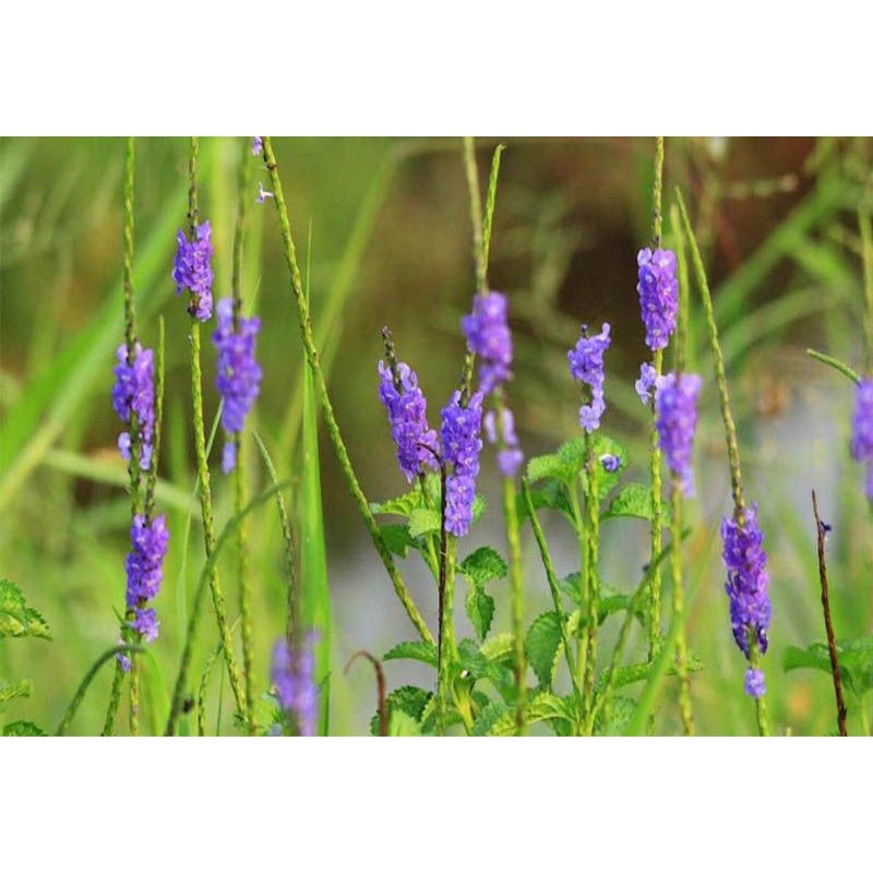 3 cây đuôi chuột để trồng