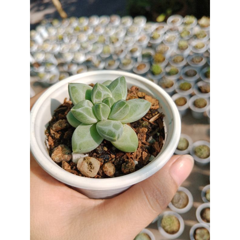 SEN ĐÁ KIM CƯƠNG SIZE BẦU