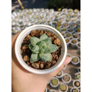 SEN ĐÁ KIM CƯƠNG SIZE BẦU