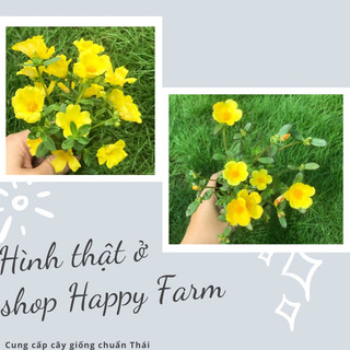 Chậu hoa mười giờ sam Thái màu vàng