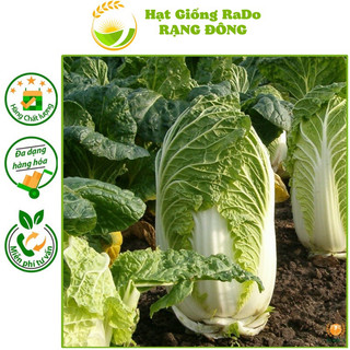 Hạt giống Cải Thảo RAMBO Sinh trưởng mạnh, kháng sâu bệnh tốt, Hạt Giống Rạng Đông