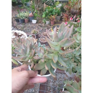 Chậu size trung sen đá.