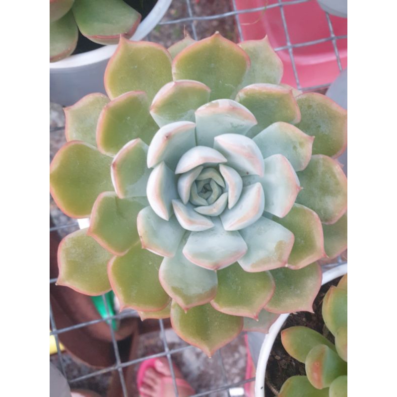 Chậu size trung sen đá.