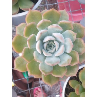 Chậu size trung sen đá.